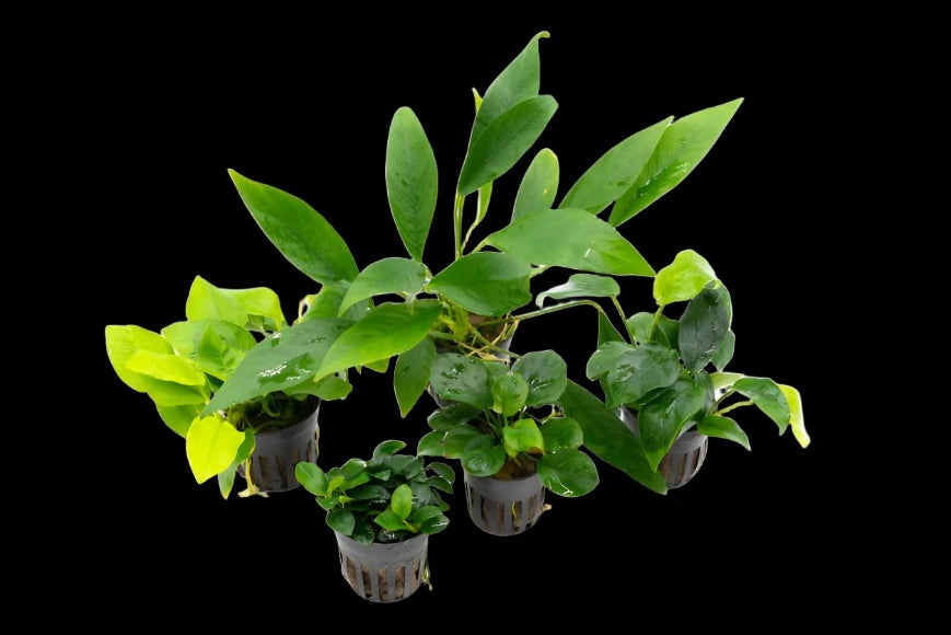Pot - Anubias Assorted