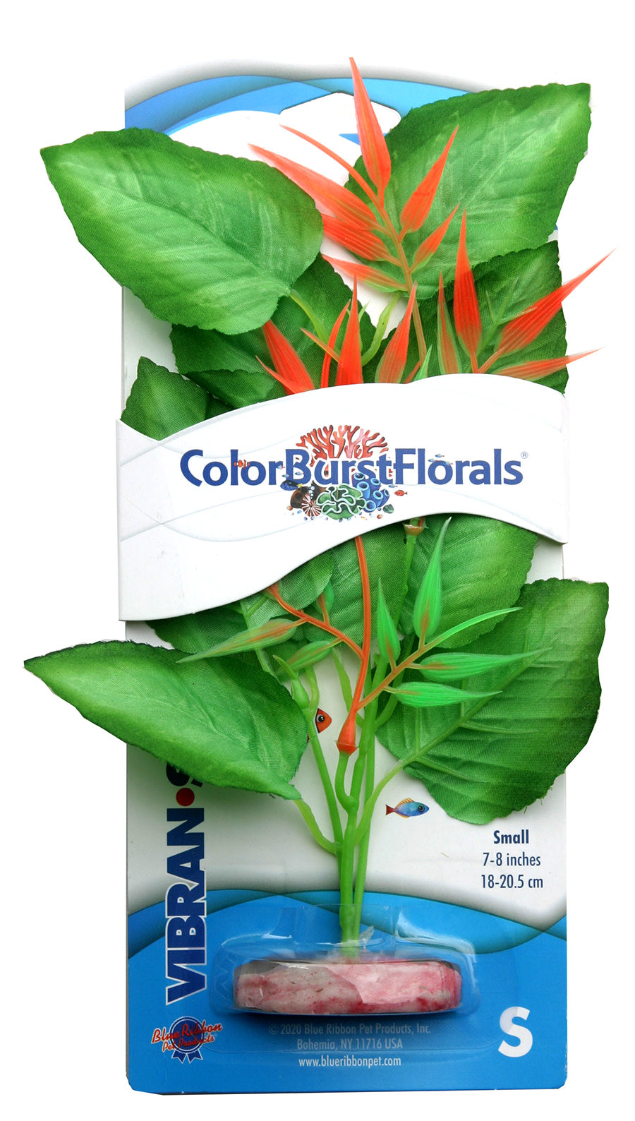 Blue Ribbon Colorburst Florals Marshwood Plant