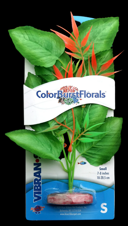 Blue Ribbon Colorburst Florals Marshwood Plant