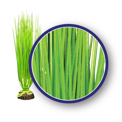 Weco Products Freshwater Series Asian Hairgrass Aquarium Plant