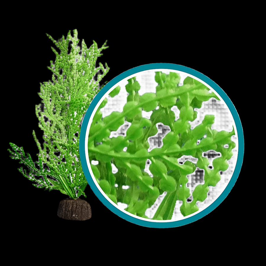 Weco Products Marine Pro Series Giant Halimeda Aquarium Plant