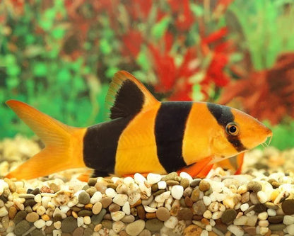 Loach - Clown