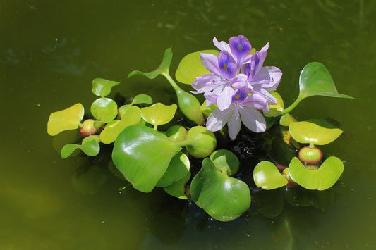 Root - Water Hyacinth (Dwarf) - RWHBDP